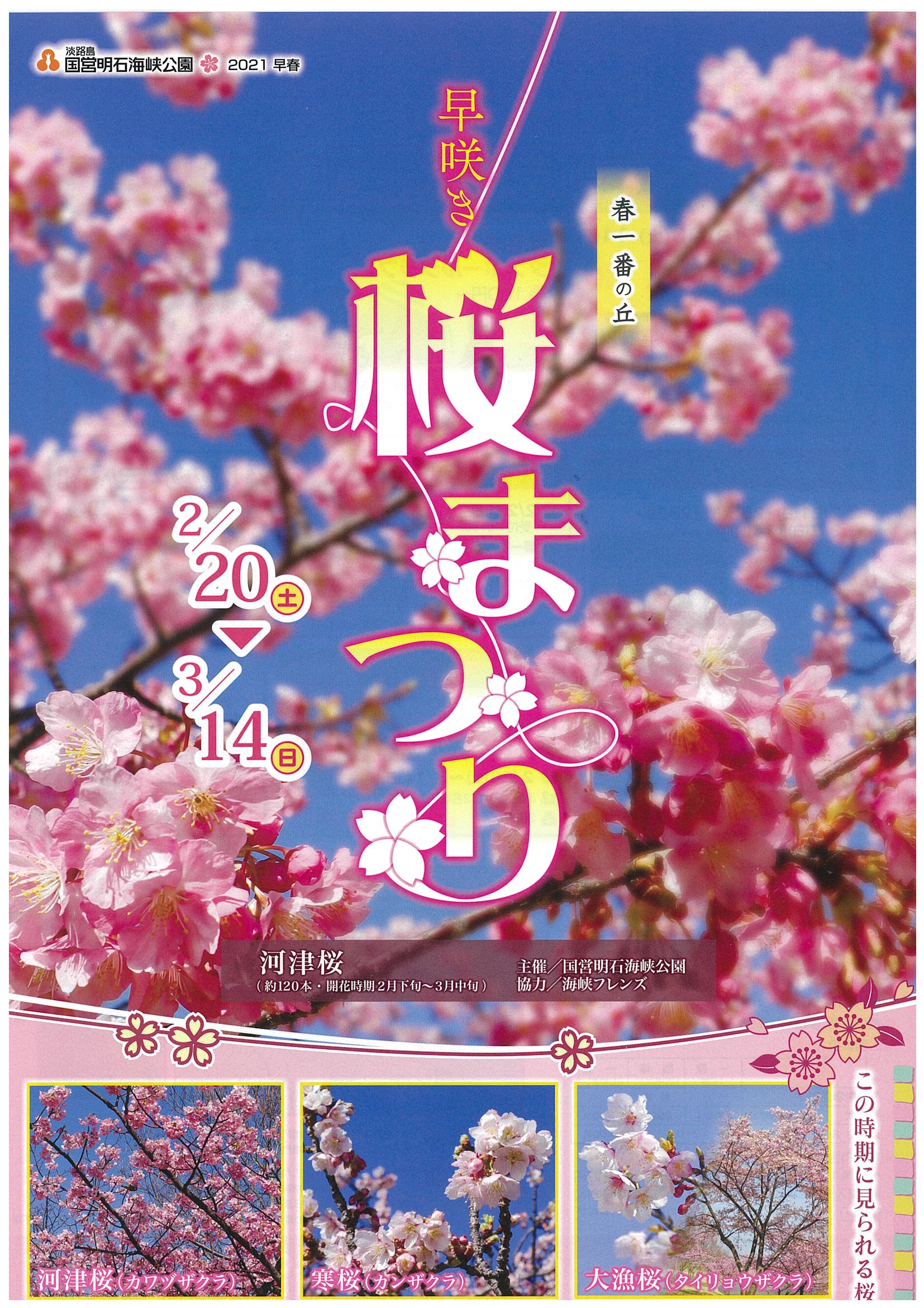 淡路島桜